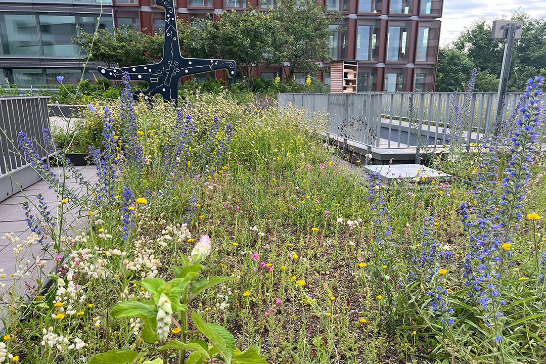 Gewerbegrün Dachterrasse Düsseldorf