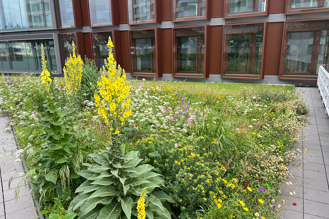 Gewerbegrün Dachterrasse Düsseldorf