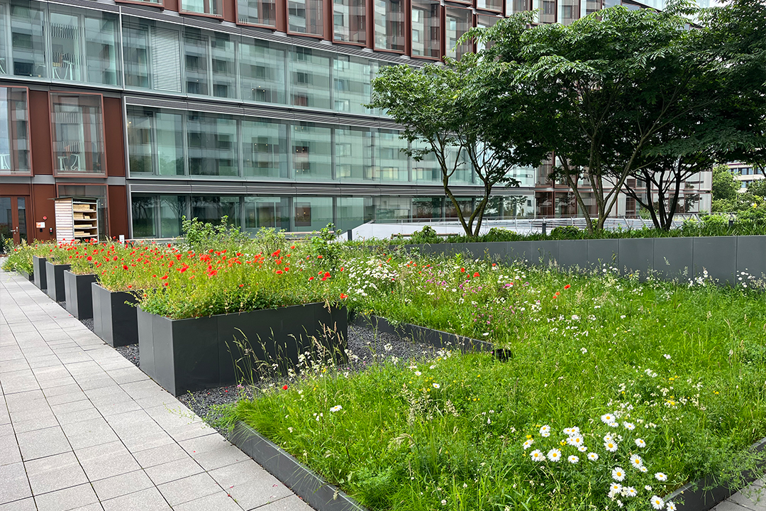 Gewerbegrün Dachterrasse Düsseldorf - nachher
