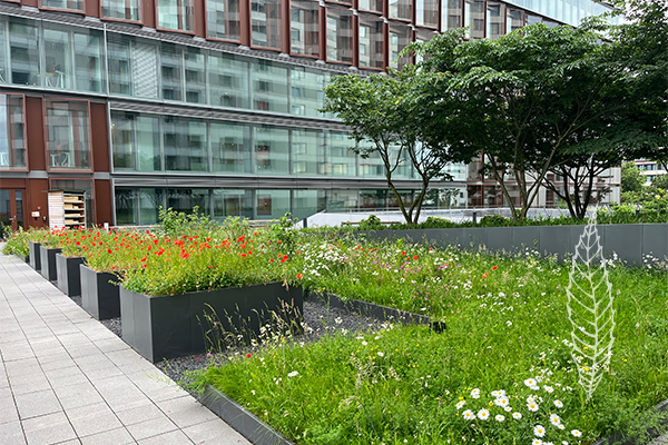 Gewerbegrün Dachterrasse Düsseldorf