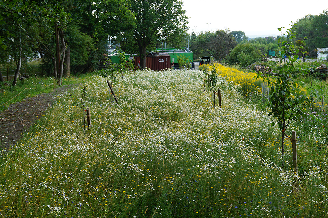 Gewerbegrün Rosbach - nachher