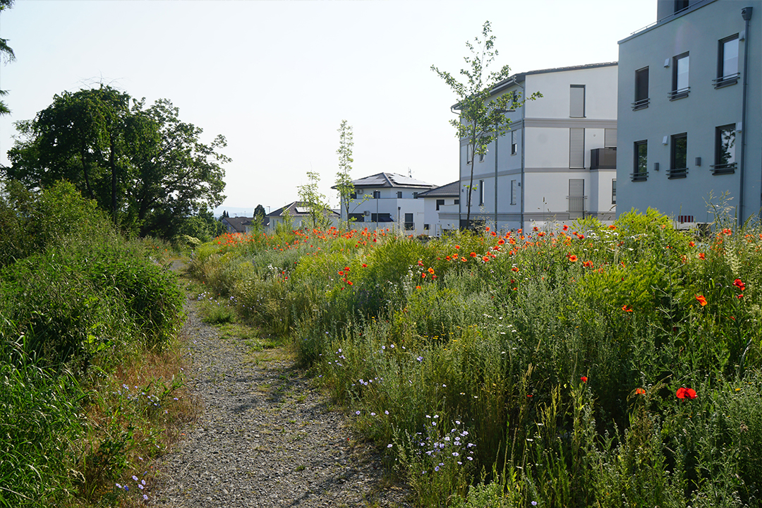 Öffentliches Grün Rosbach