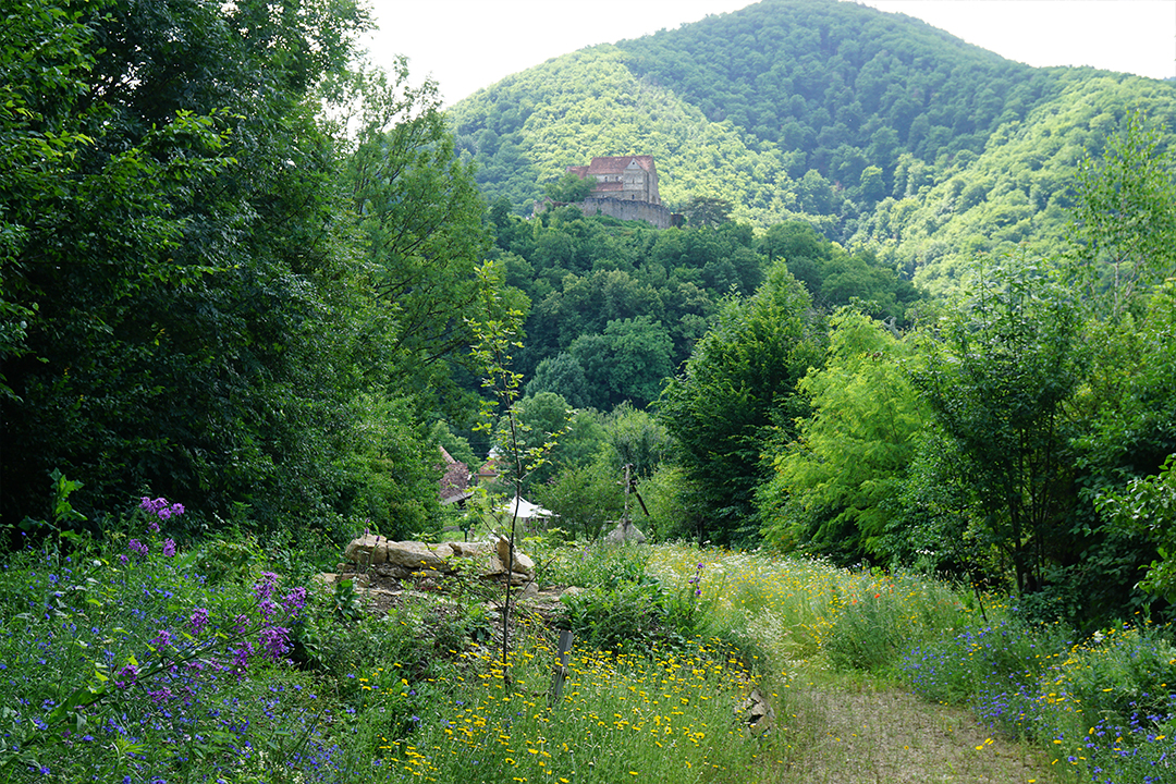 Privatgarten Agora Michelsberg Rumänien
